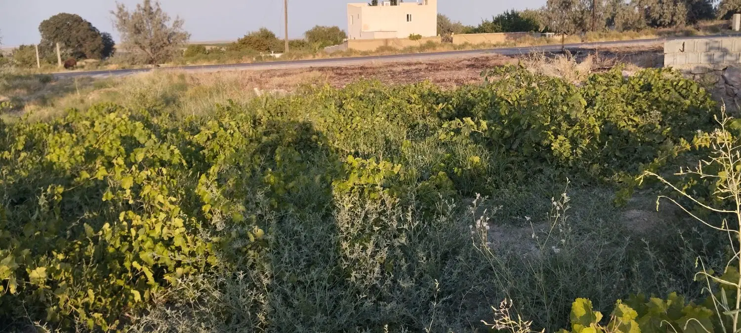 باغچه جاده دریا چیچست