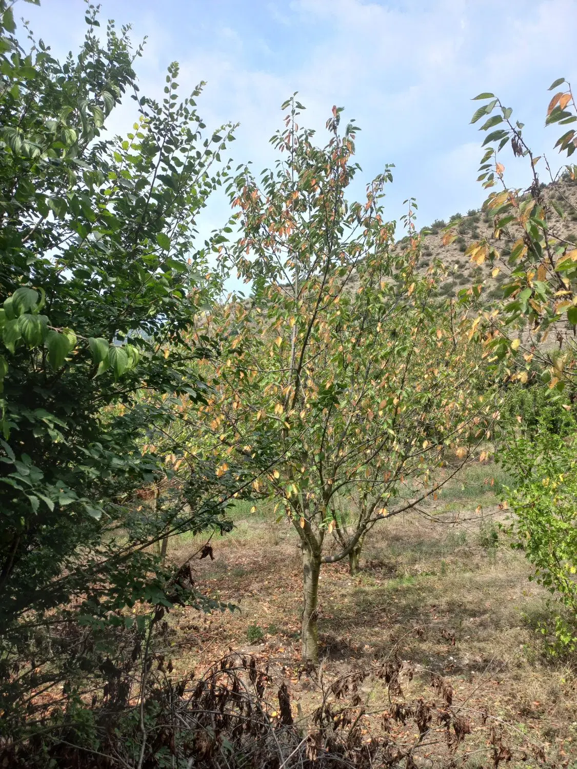 باغ