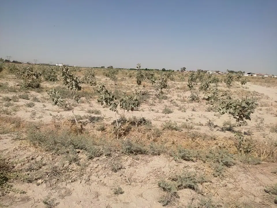 زمین پسته