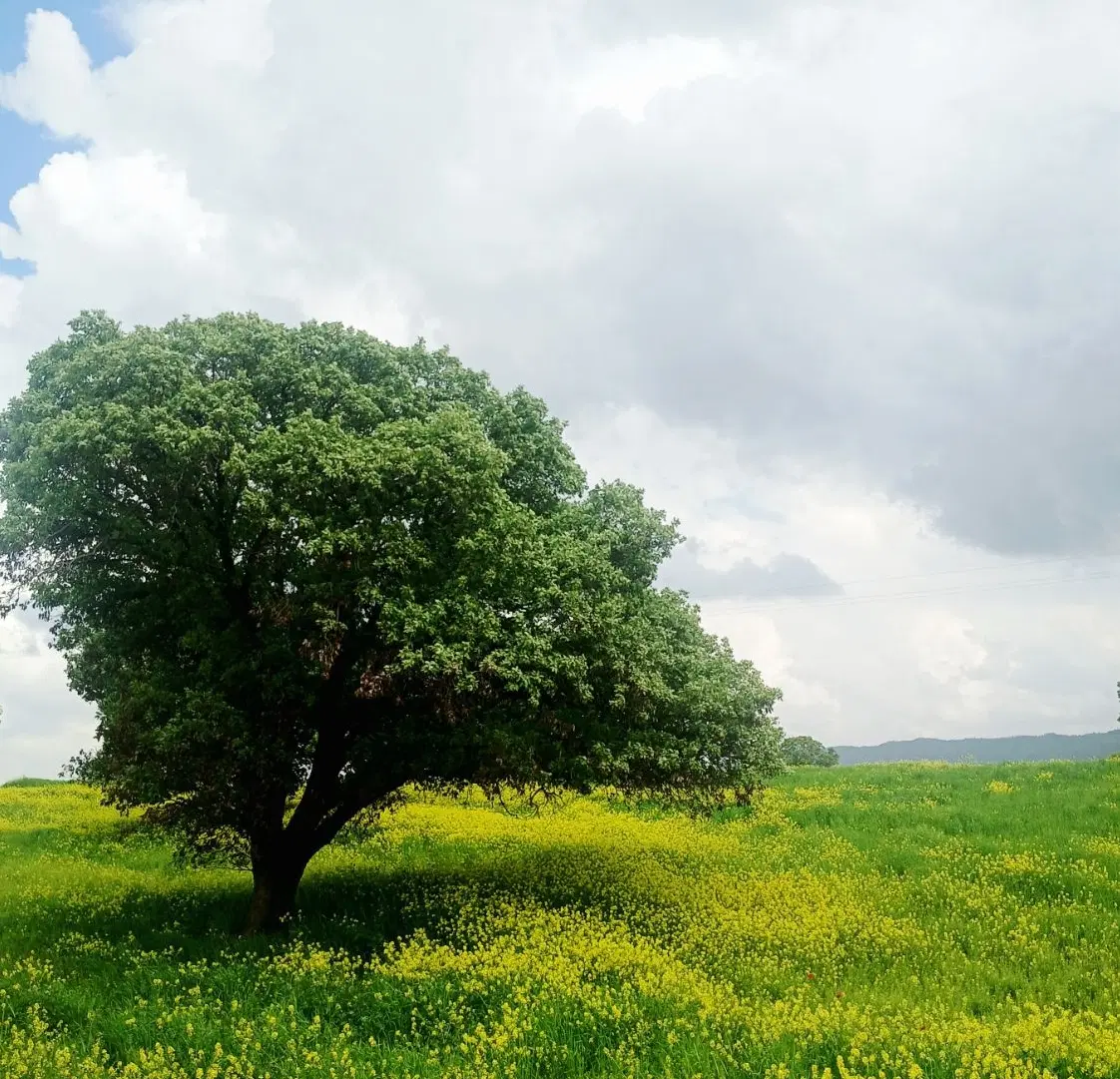 اجاره زمین