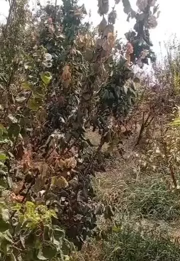 ۵۰۰متر باغچه چهار دیواری کنتور برق اختصاصی ورامین