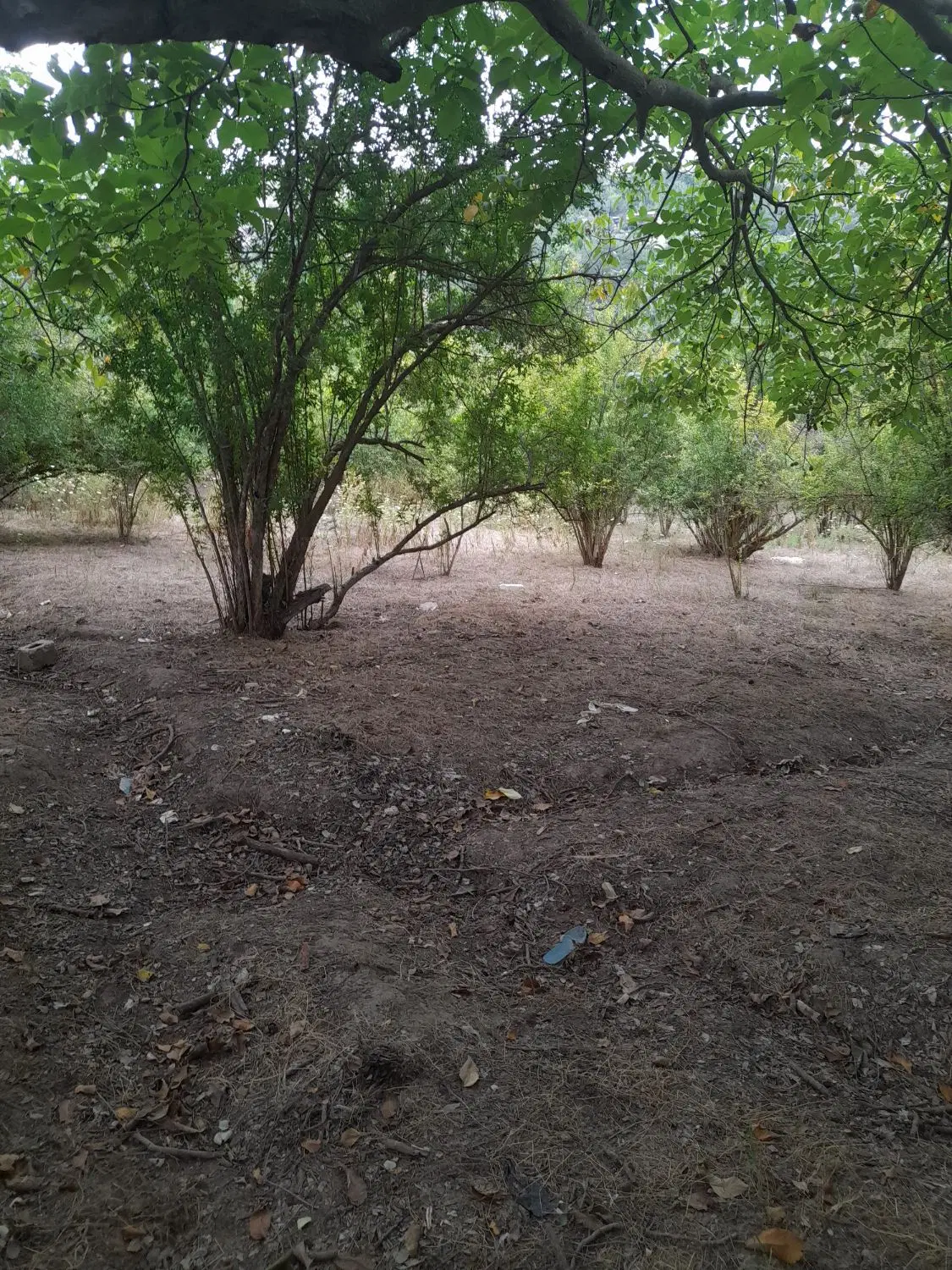 زمین باغی با درختان بارور میوه