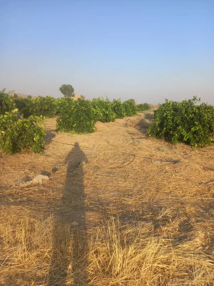 فروش باغ و باغچه