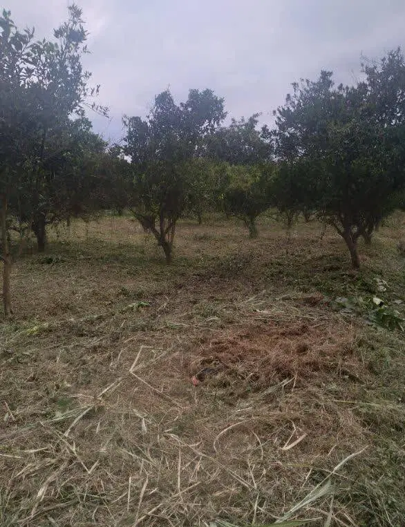 زمین باغی زراعی