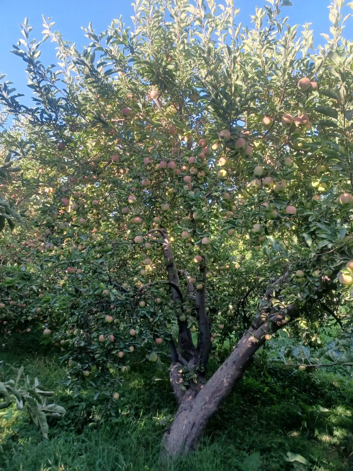 یه قطعه باغ  حدود۲۵۰۰متر ابتدای شیخمیری سادات