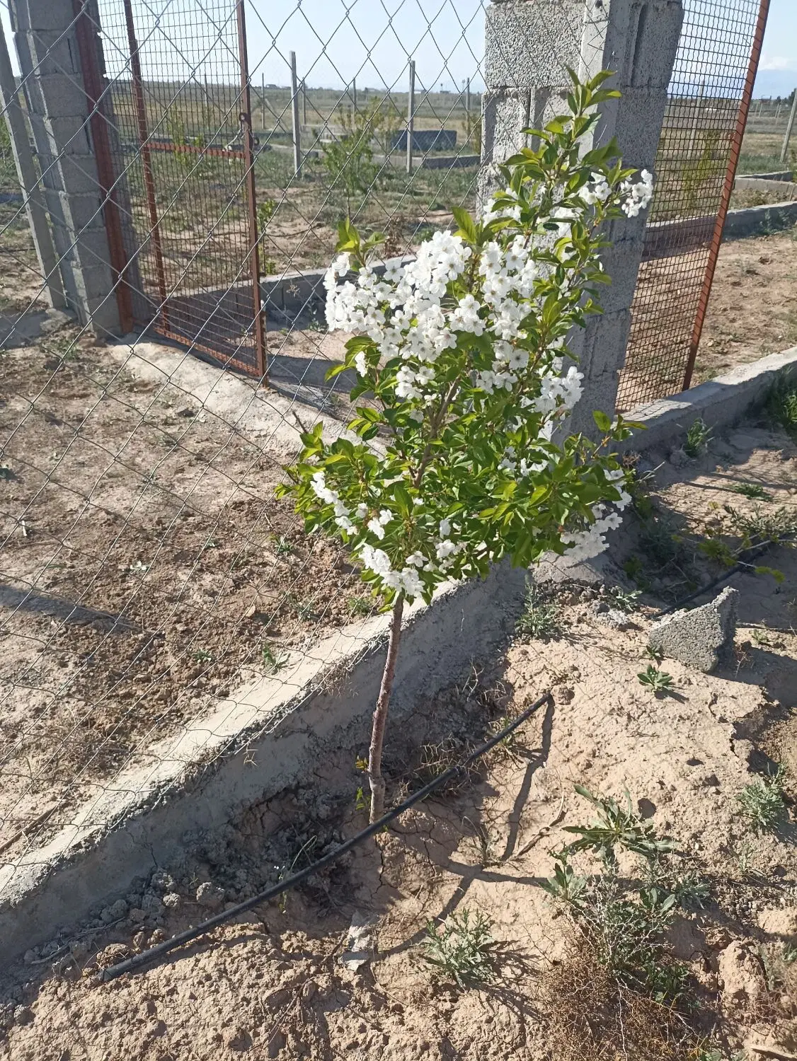 یک قطعه باغچه۵۰۰متری خوش قواره (مدارک تکمیل)