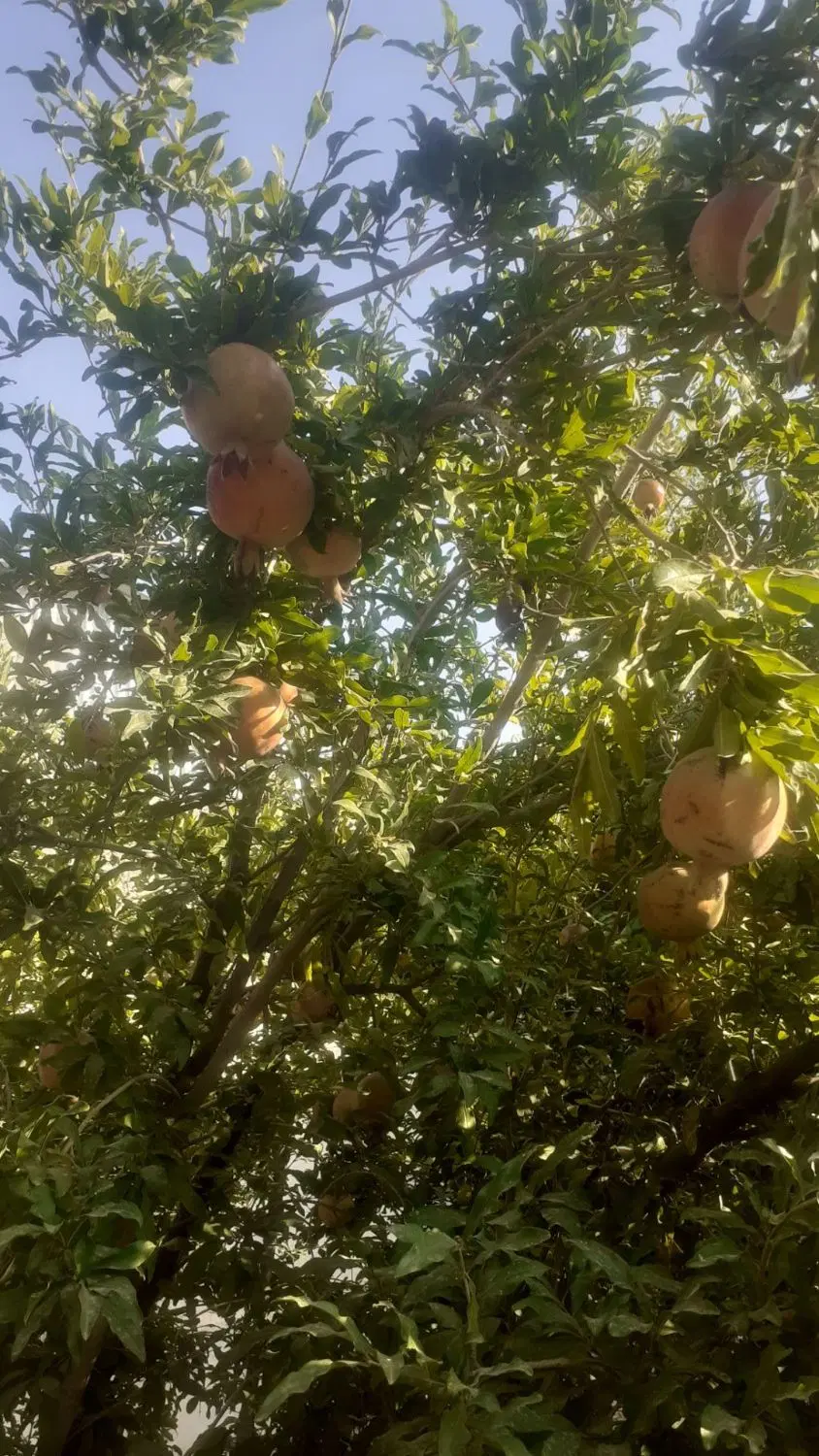ّباغ فروشی