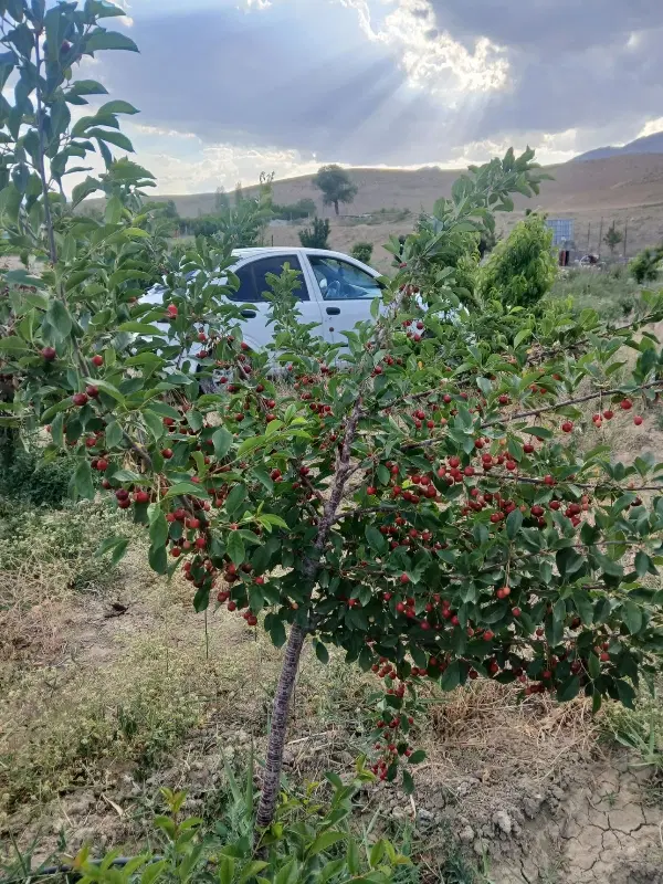 فرصت طلایی خرید باغ روستایی در فیروزکوه