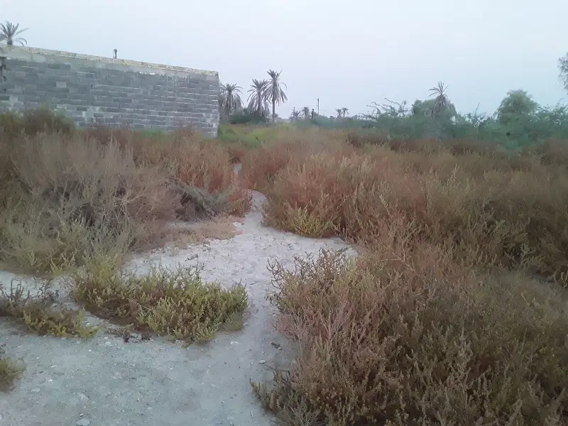 زمین مسکونی