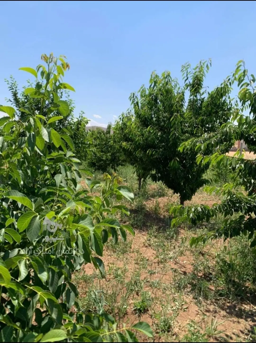 خانه باغ شهریکند