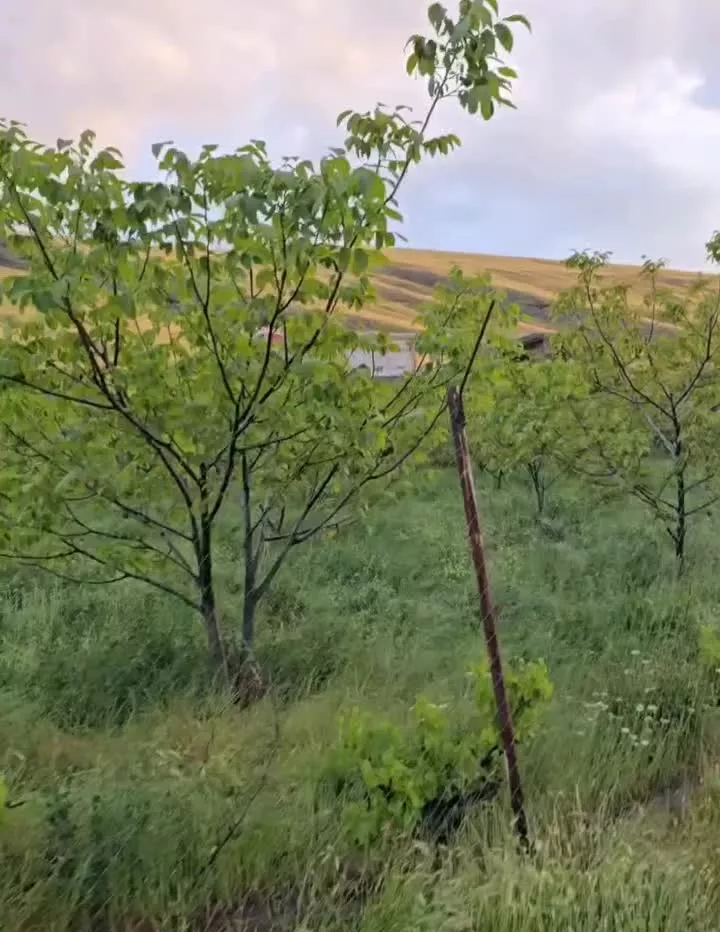 خونه باغ