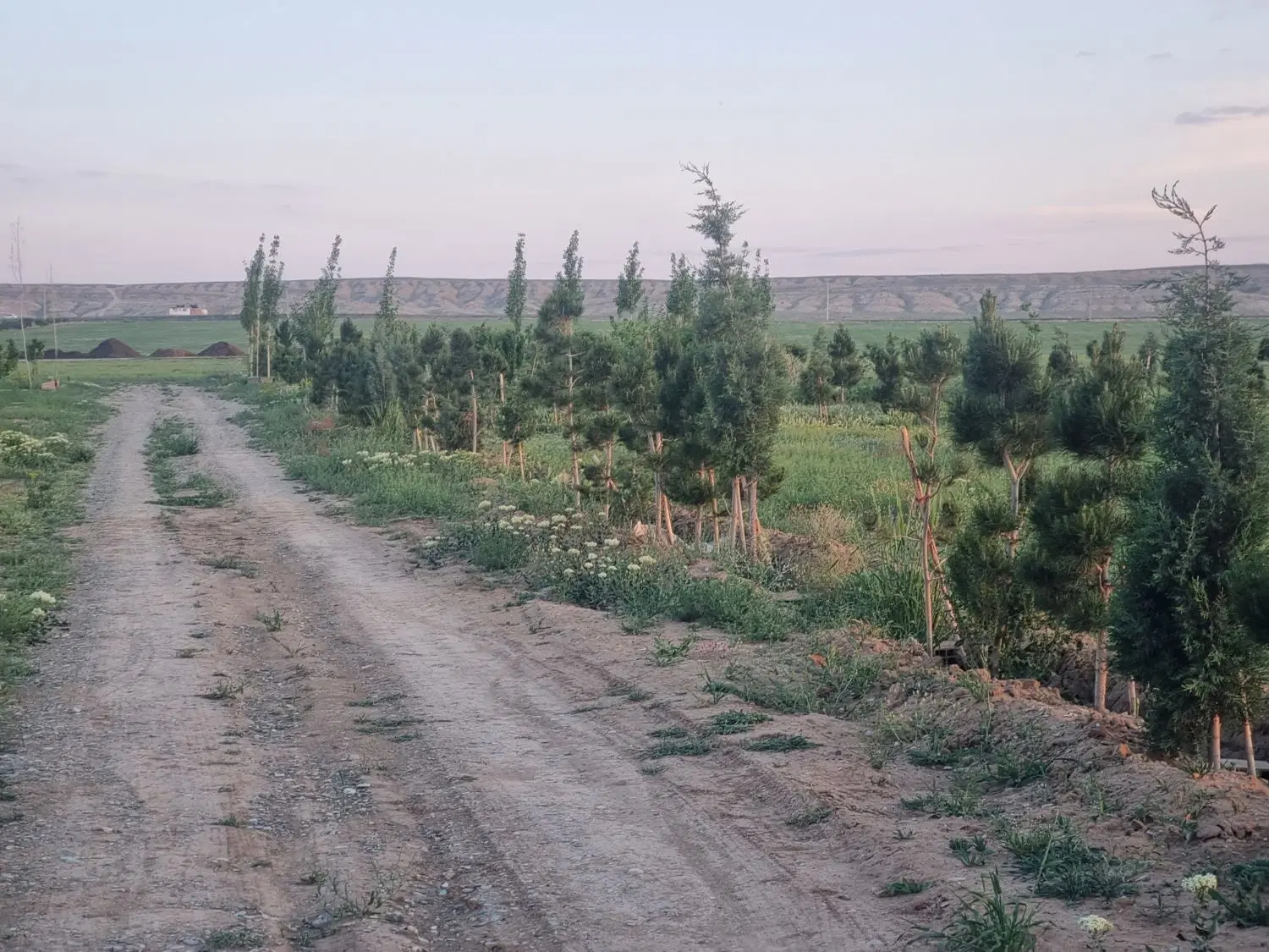۲۵۰متر باغچه جاده سهیلیه