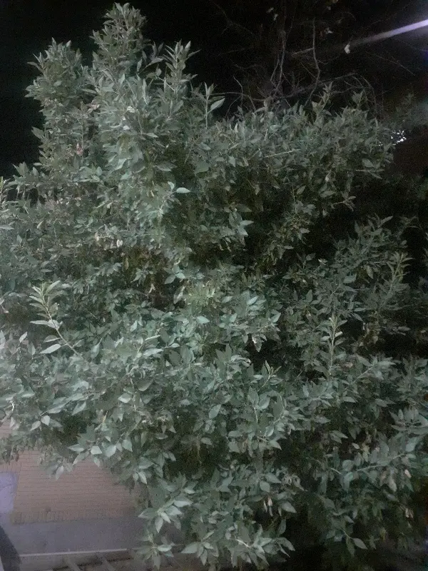 زمین مسکونی در بهترین نقطه کوار