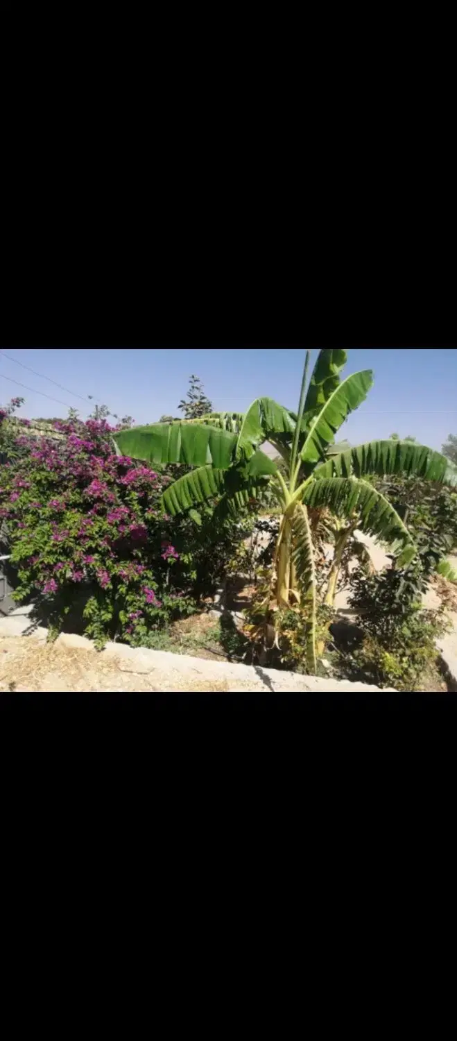 خانه باغ فروش یاتهاتر