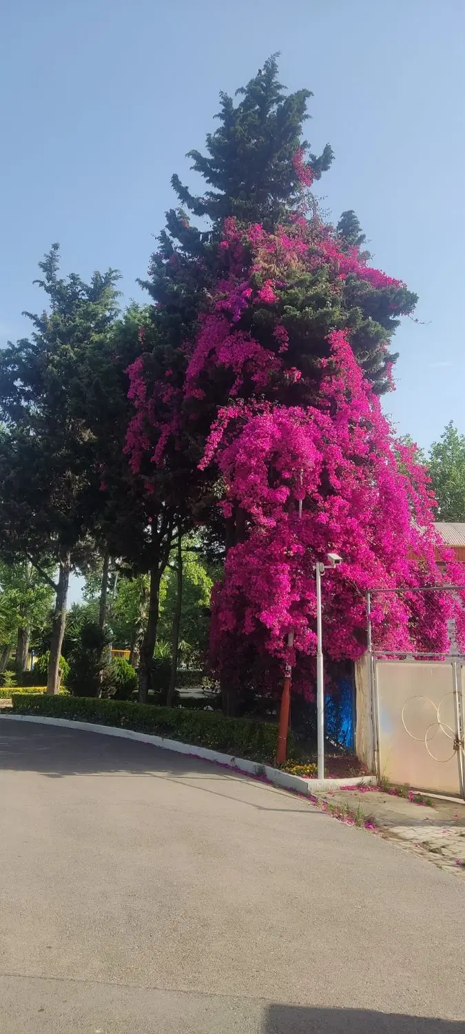 ملک ویلایی مسکونی و تجاری دو بر