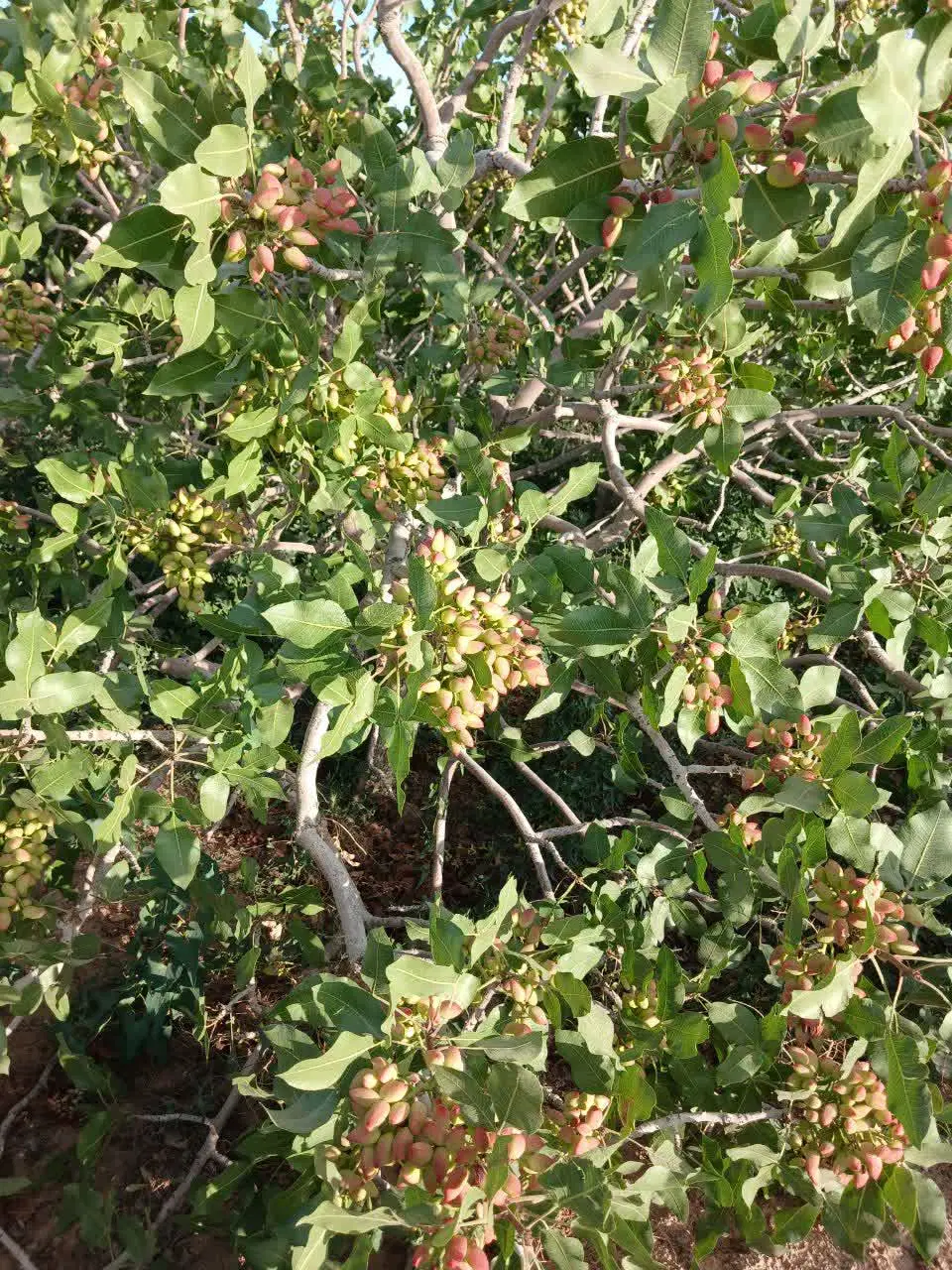 زمین پسته احمدآقایی