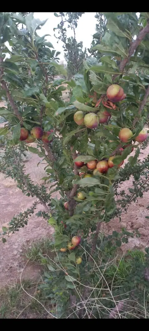 ۲۸۰متر باغچه