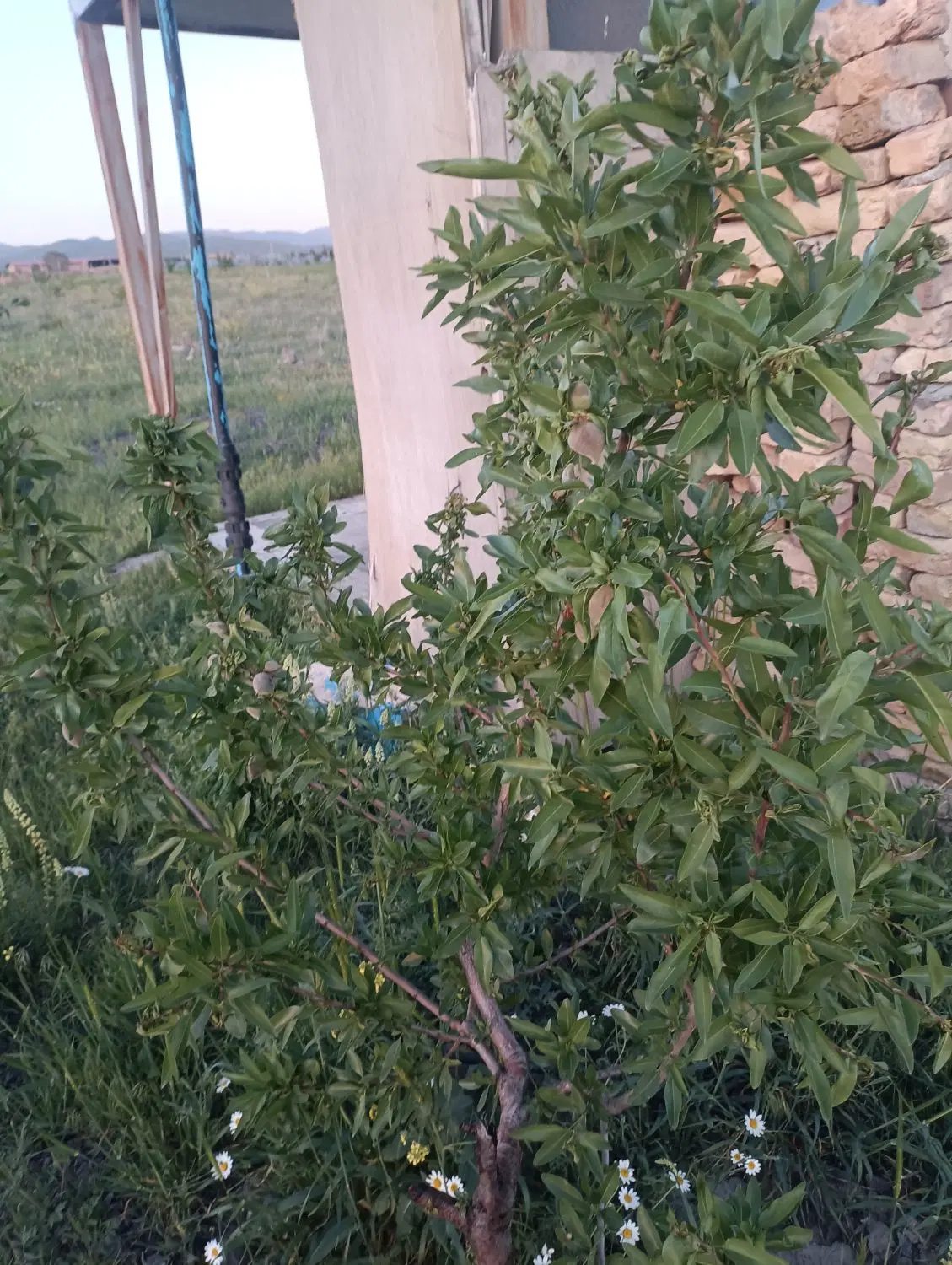 باغ جاده امامزاده اباذر.