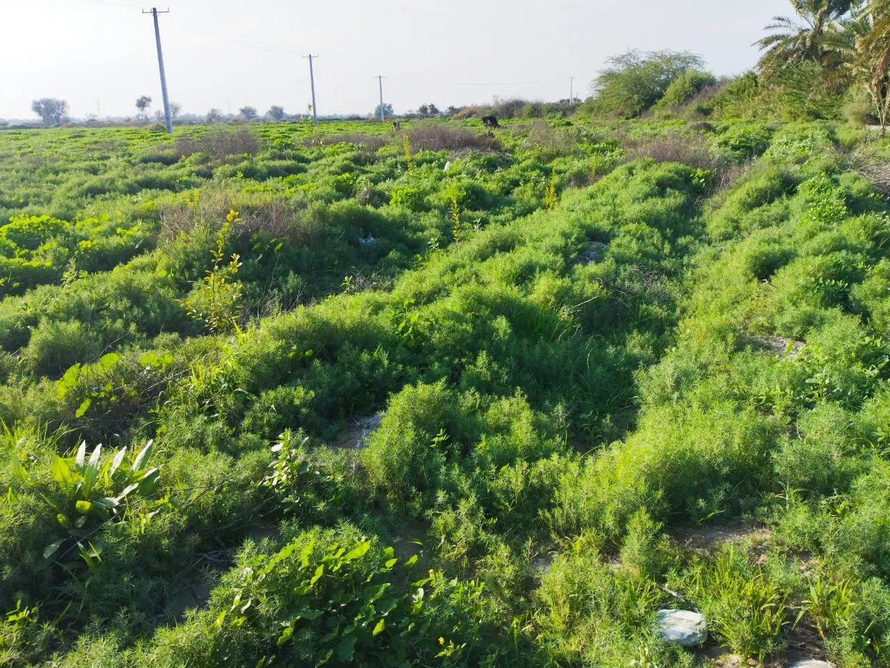 اجاره زمین کشاورزی میناب