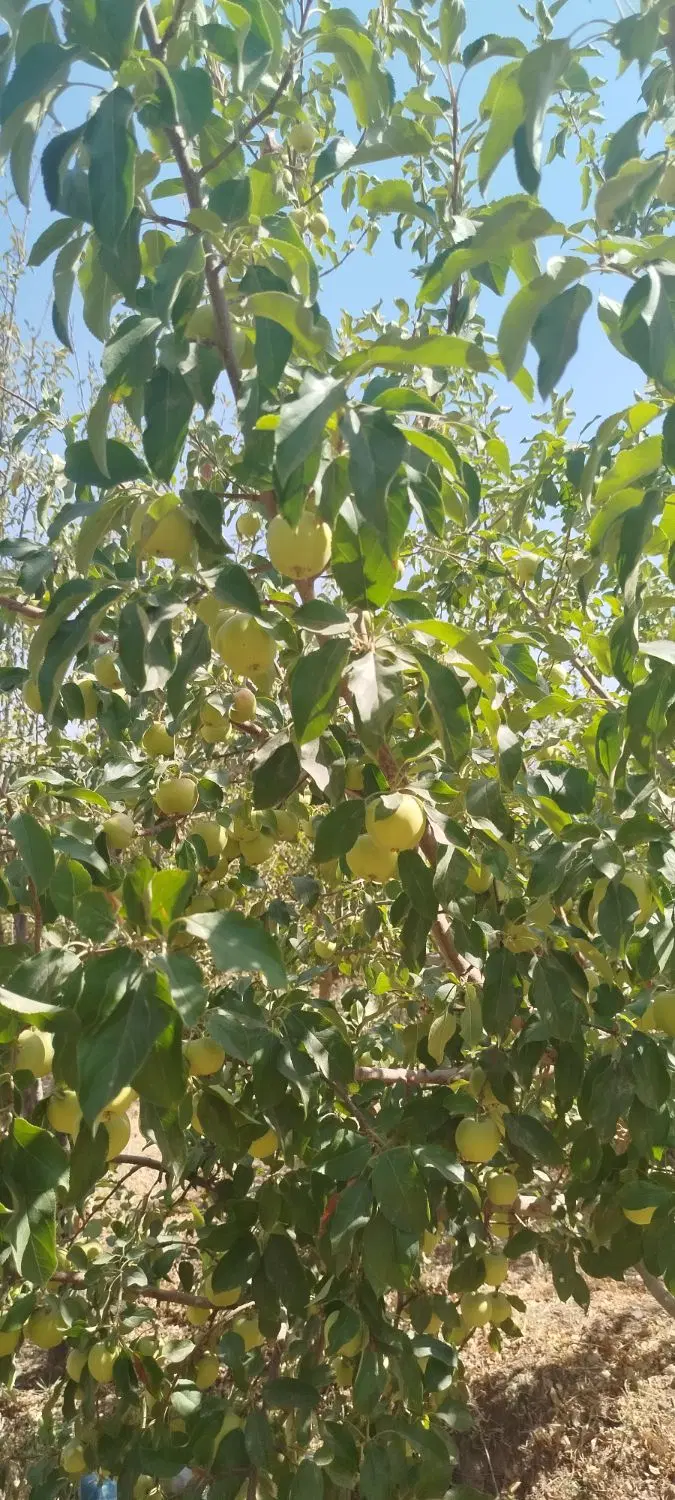فروش زمین در ابعاد و متراژهای مختلف در روستای گوار