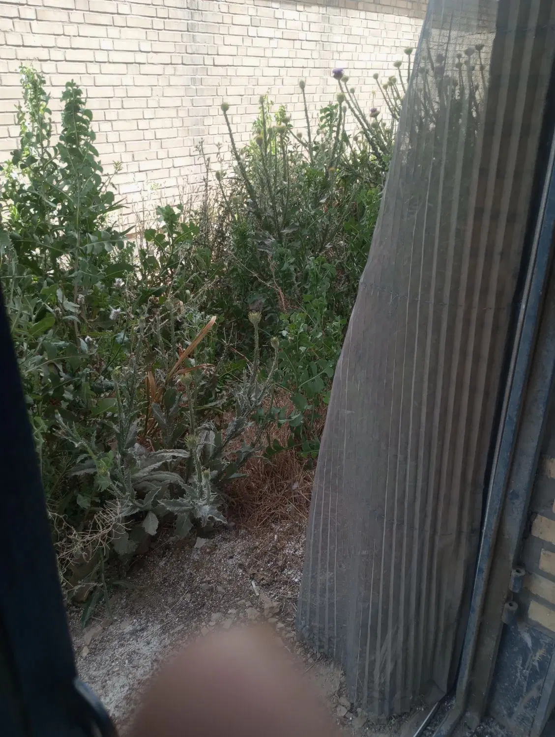 200متر زمین مسکونی در زابل اباد کوچه سوم شمالی