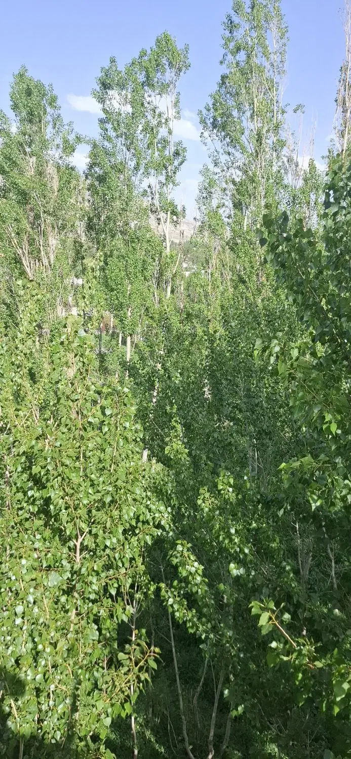 زمین ویلایی سعیداباد