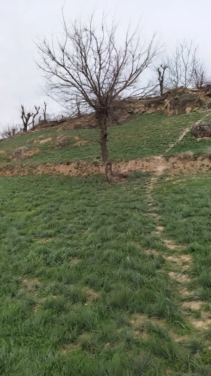 زمین فروشی ترسه