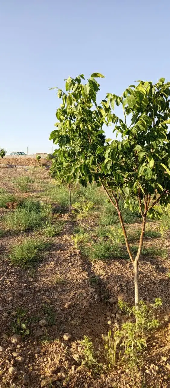 اسکان مسافر