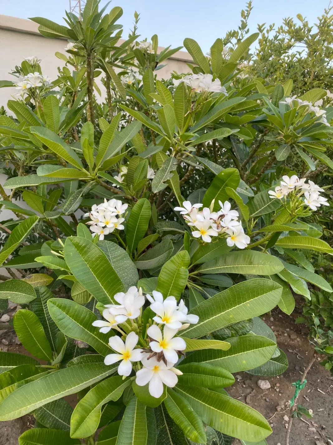 زمین باغشهری
