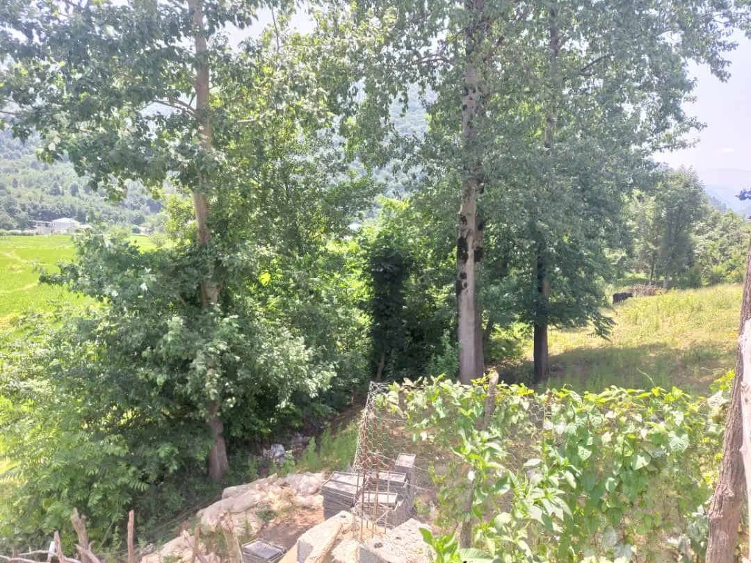 زمین زیبا در مسیر جاده ییلاقی تاسکوه ماسال