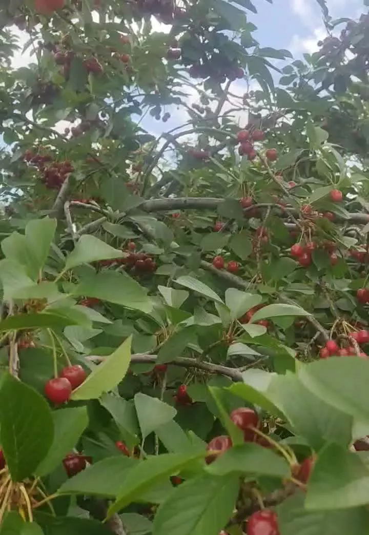 باغ به متراژ۳۰۰۰هزارمتر