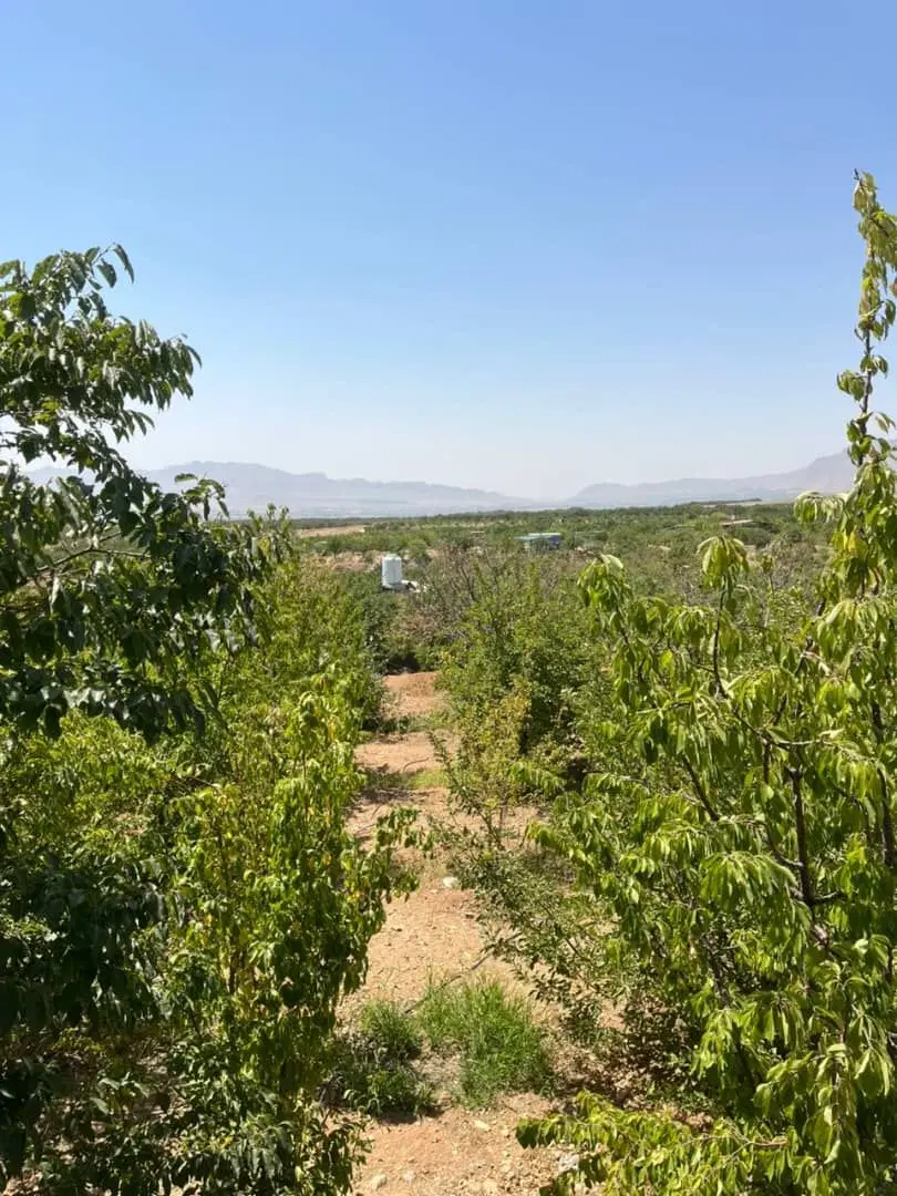 فروش باغ اشتثنایی با درختان ثمری درجه یک