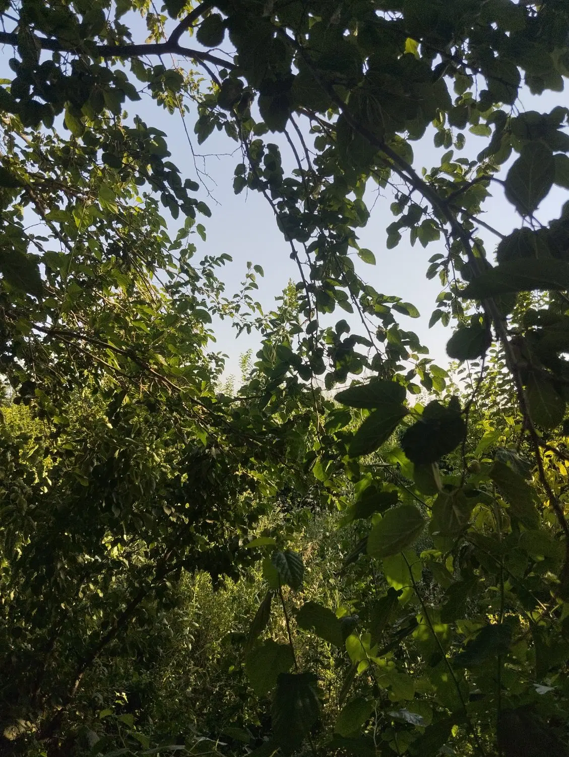 باغچه. چسب بافت قعطات ۳۰۰متری