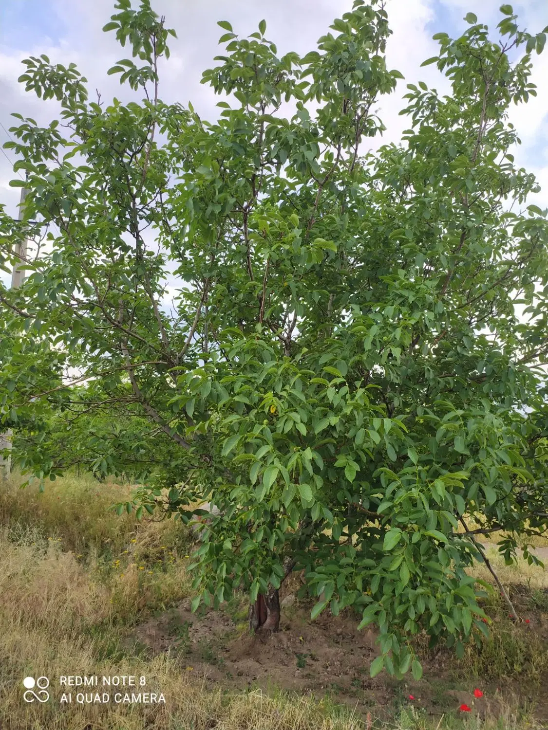 باغ در روستای جواش