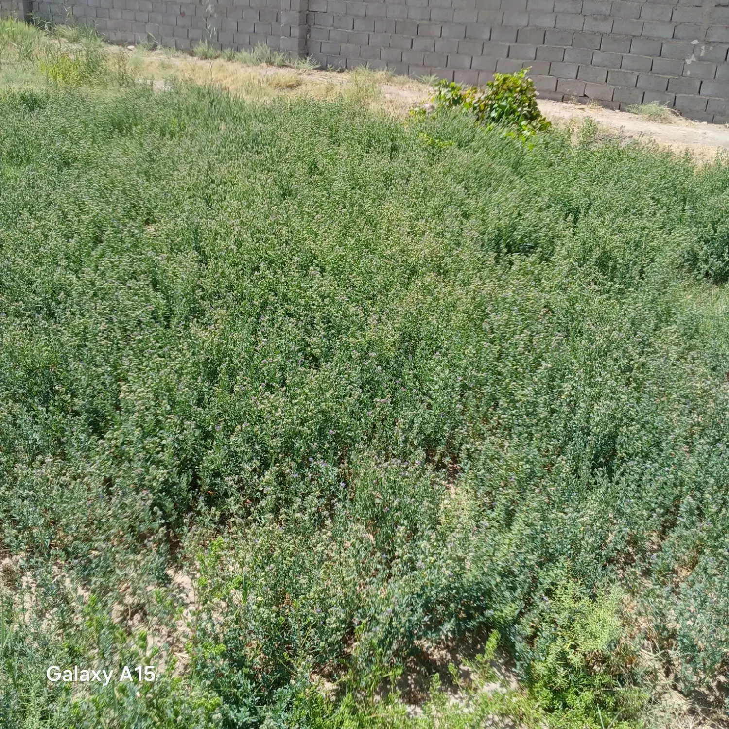 باغ ویلا