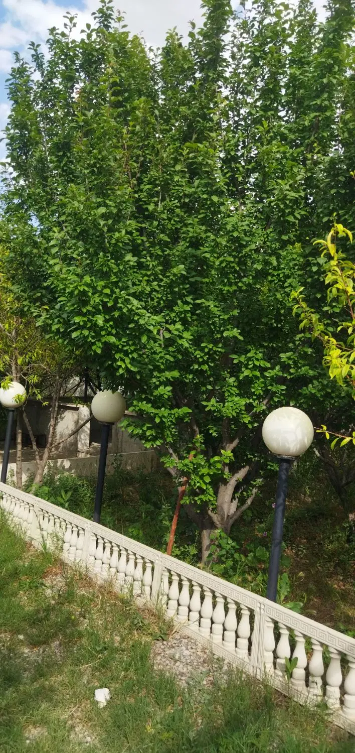 712 متر باغ جنگلی سند تک برگ 9 میلیارد 500