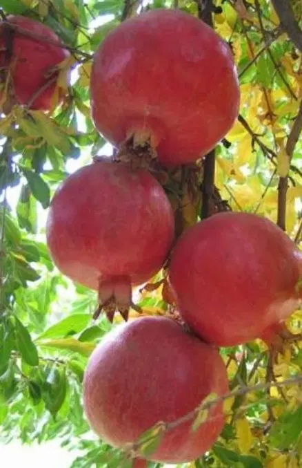 باغ انار5ساله