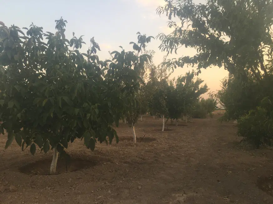 باغ ۱۰۰۰متری حسین آباد نقش رستم