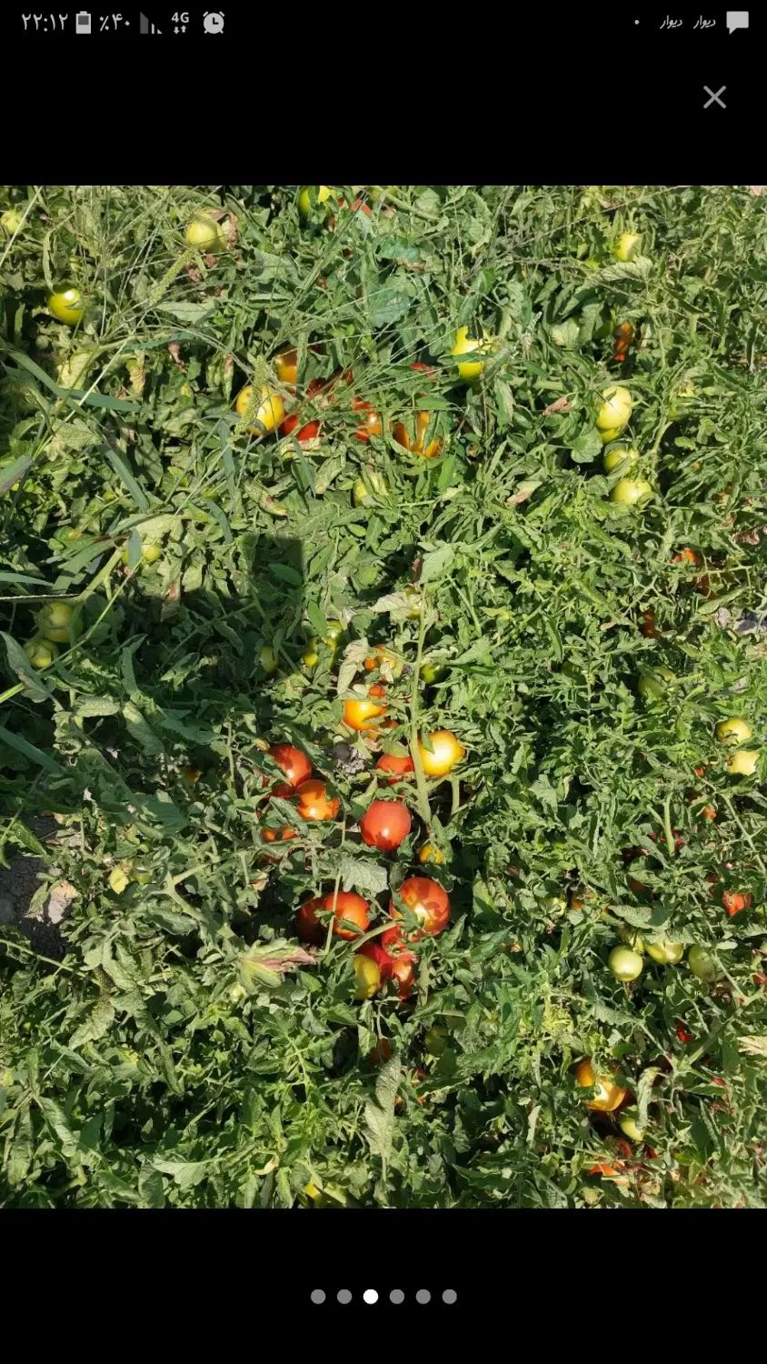 اجاره زمین کشاورزی
