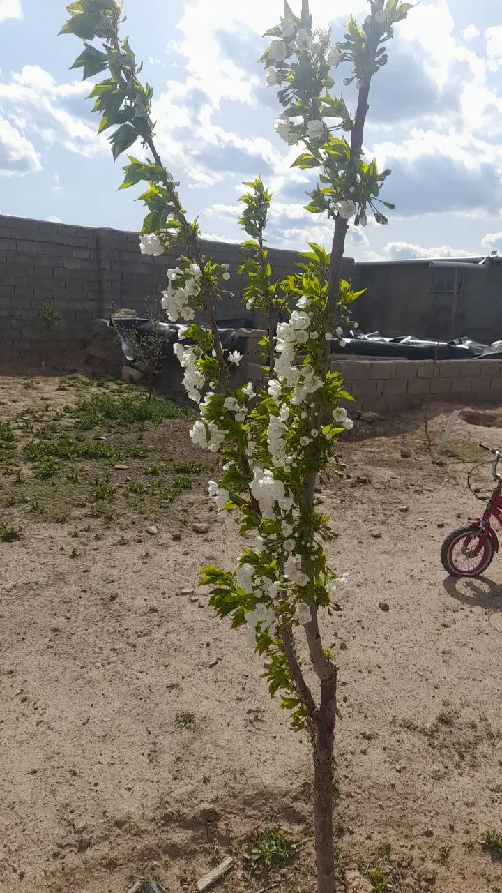 خانه باغ ۱۰۰۰ متری