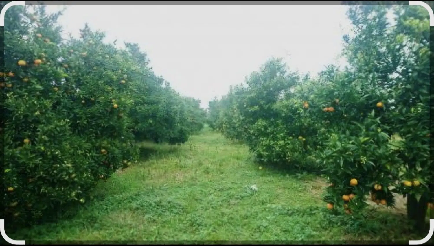 ۲۰۰۰ متر باغ مرکبات شهسوار مسکونی