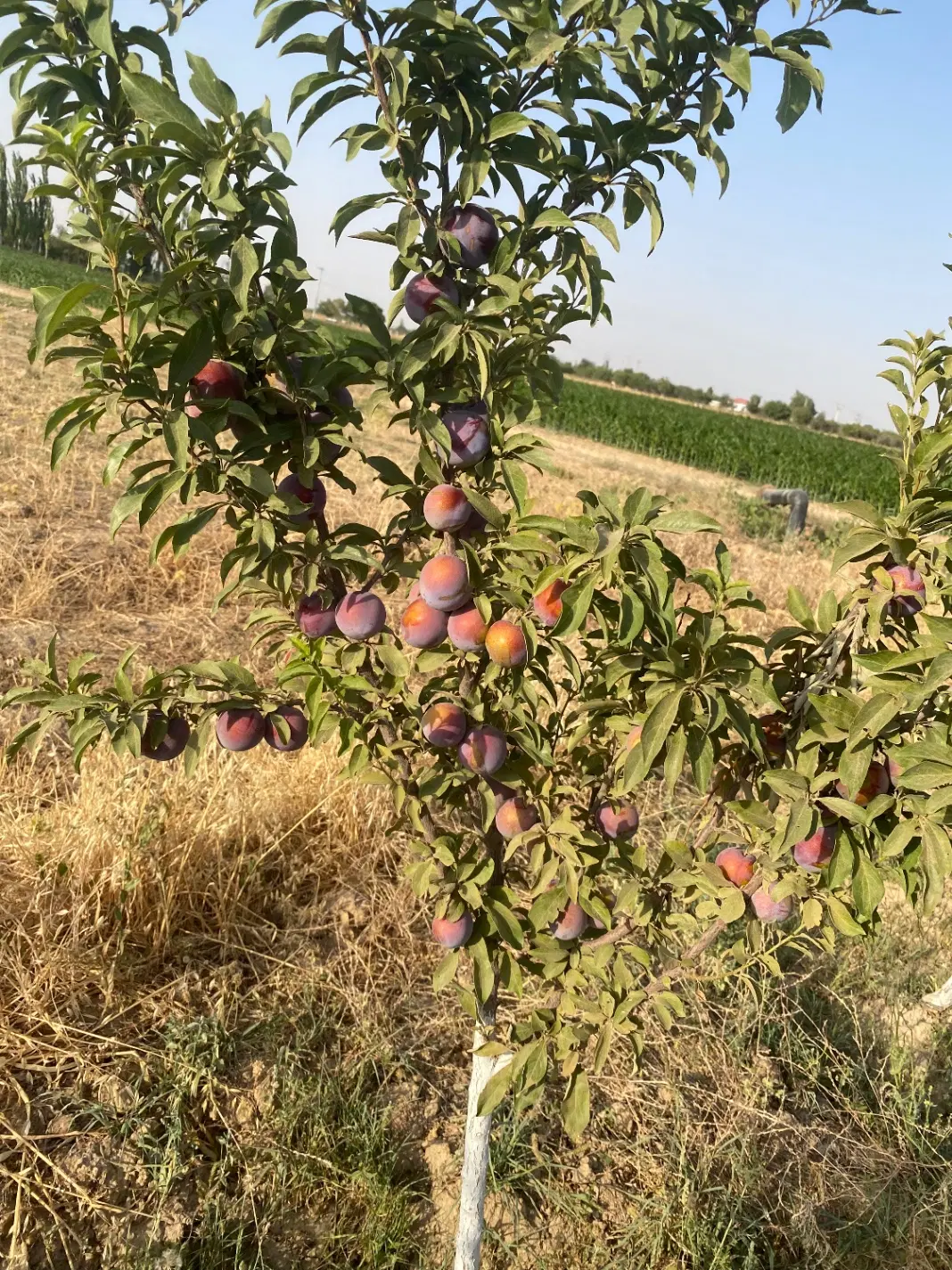 باغچه مرزگران