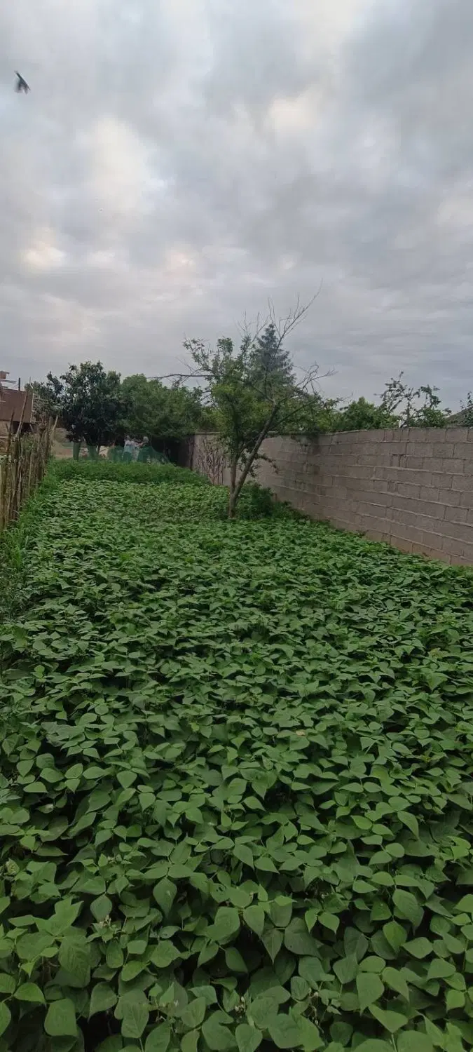 زمین مسکونی درنوخاله