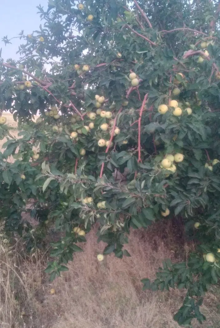 ۶ هکتار زمین کشاورزی روستای گلزرد قلعه