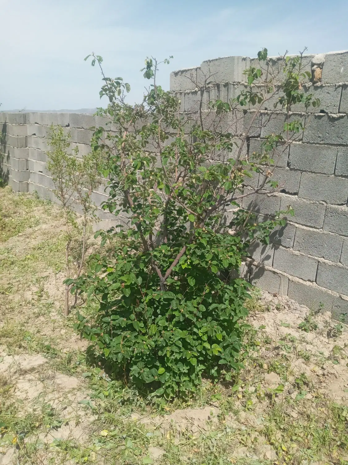 باغ ۶۰۰متری در نعمت اله