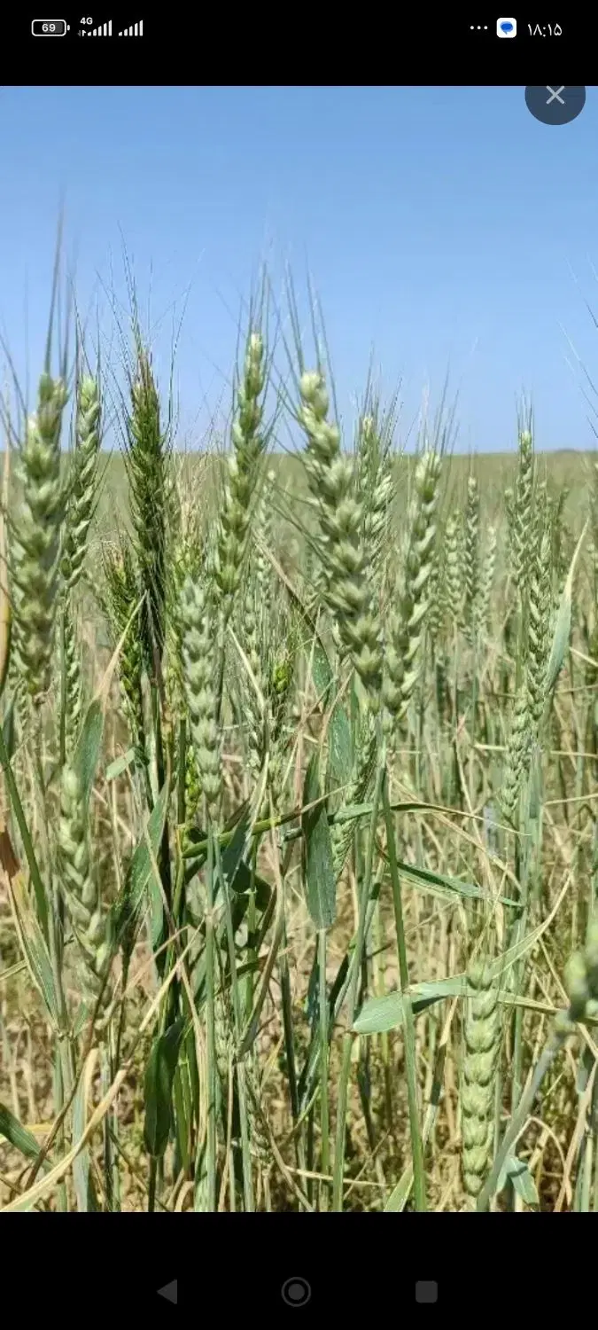 یک هکتار زمین  کشاورزی