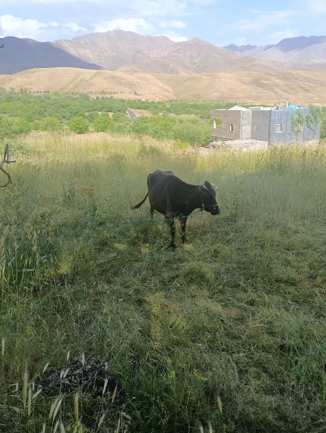 باغ گردو جاده گنج‌نامه روستای شهرستانه
