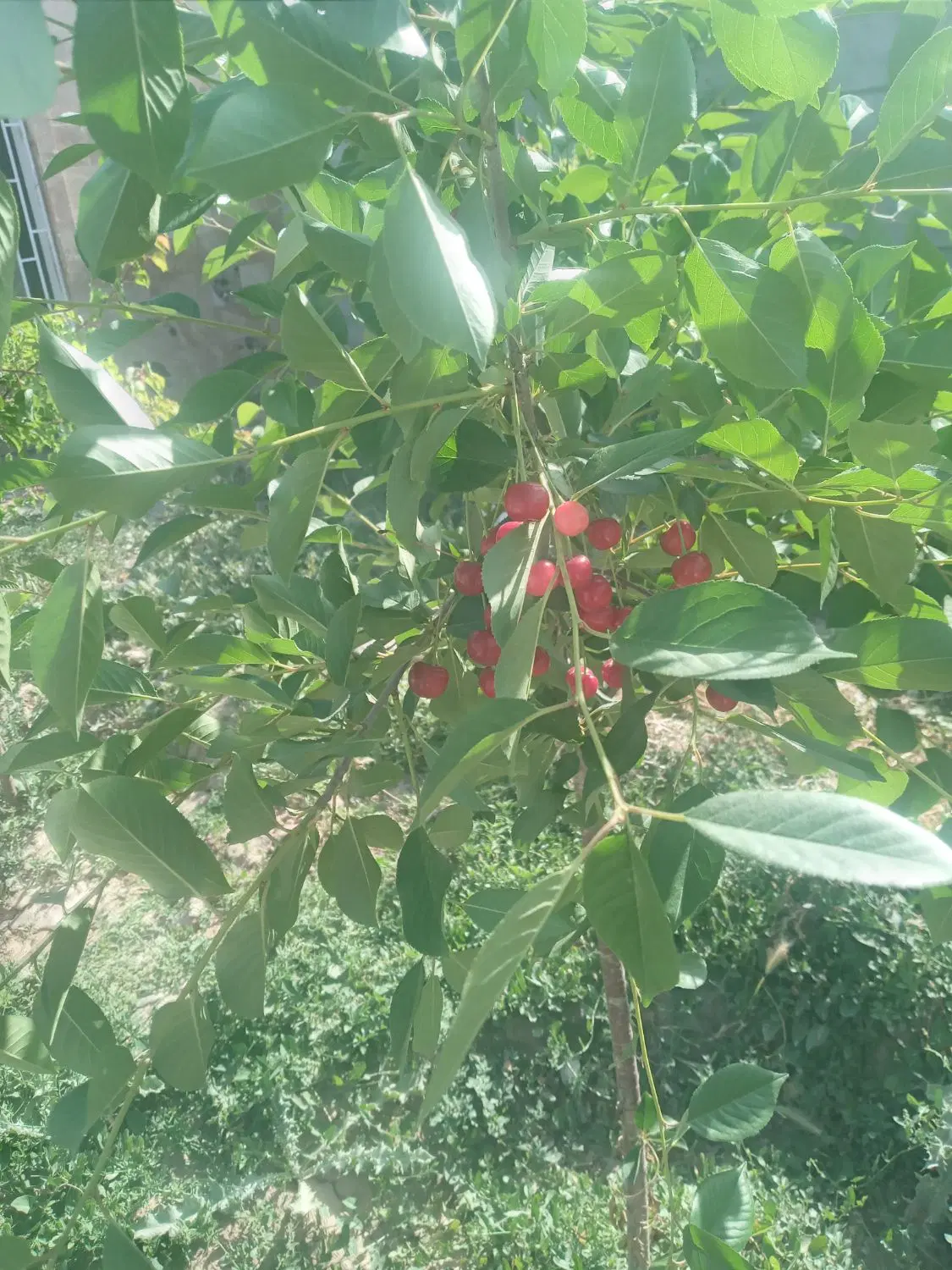 باغ زاک شاهنامه ۶۹