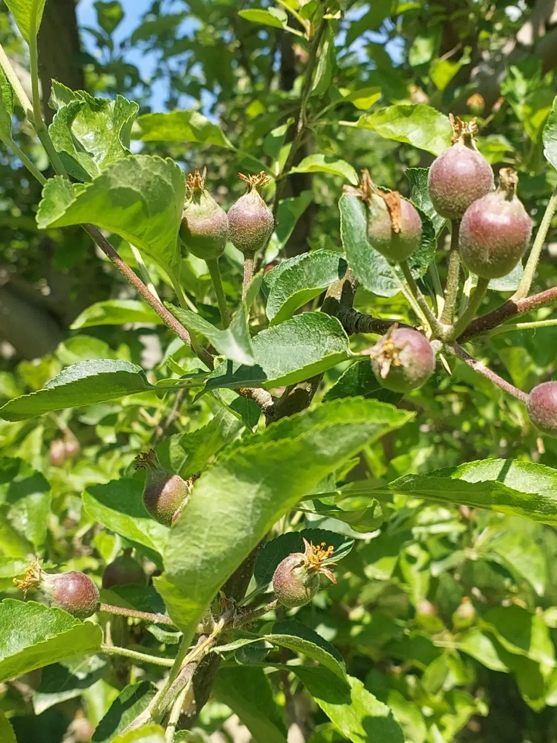 اجاره باغ سیب پربار  شاهین دژ