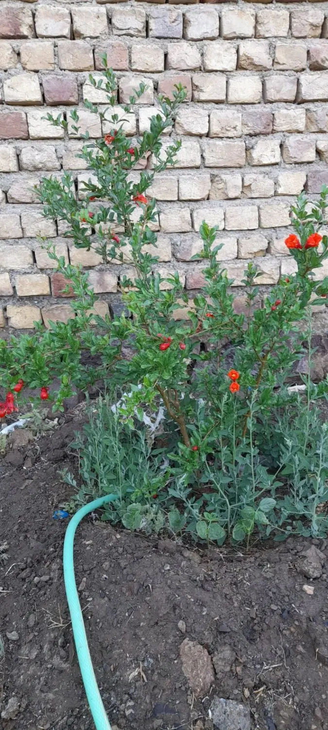 زمین کشاورزی